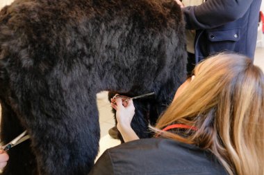 Profesyonel bakım siyah terrier köpek için. Evde beslenen hayvan damat salon içinde damat.