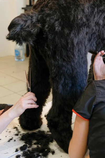 Cuidados profissionais para um cão terrier preto. Arrumar o animal de estimação no salão de arrumação . — Fotografia de Stock