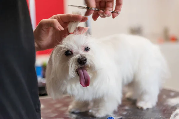 Professional care for the dog Maltese lap dog. Grooming the dog in the grooming salon.