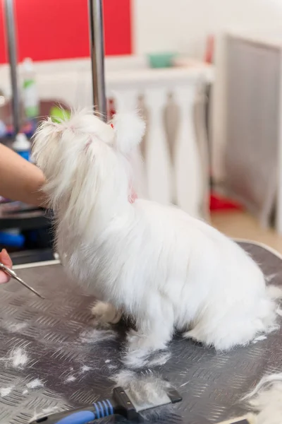 Professional care for the dog Maltese lap dog. Grooming the dog in the grooming salon. — Stock Photo, Image