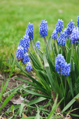 bir fare sümbül mavi çiçekler baharda çiçeklenme.