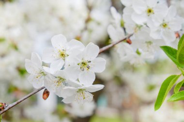 Bahar bahçe kiraz çiçekleri.