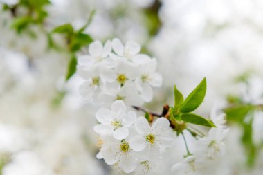 Bahar bahçe kiraz çiçekleri.