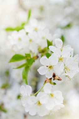 Bahar bahçe kiraz çiçekleri.