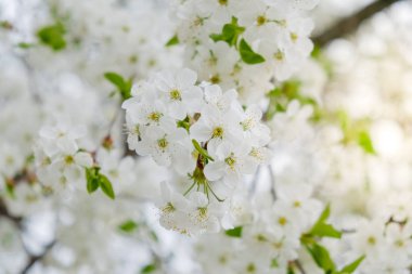 Bahar bahçe kiraz çiçekleri.
