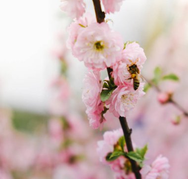 Pembe Çift Kişilik çiçek açan badem bahçede baharda çiçek..