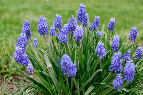 Flores azules florecientes de un jacinto de ratón en la primavera . —  Fotos de Stock