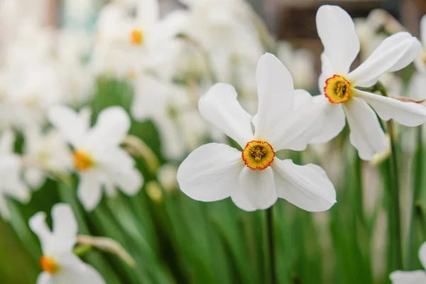 A kertben a tavasszal virágzó daffodils. — Stock Fotó