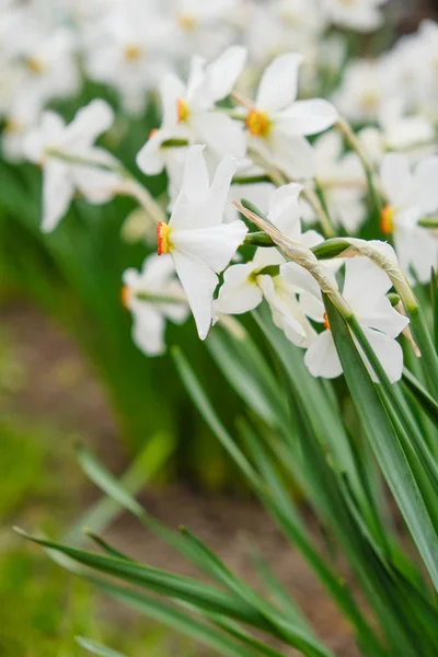 A kertben a tavasszal virágzó daffodils. — Stock Fotó