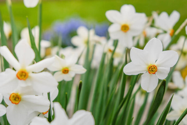 Flowering daffodils in the garden in the spring.