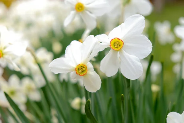 A kertben a tavasszal virágzó daffodils. — Stock Fotó