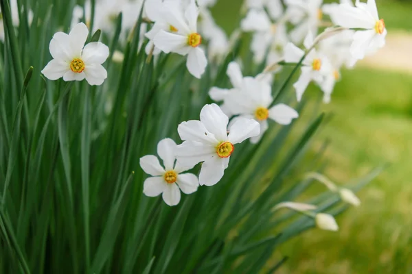 A kertben a tavasszal virágzó daffodils. — Stock Fotó