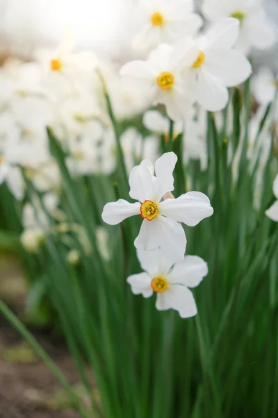 A kertben a tavasszal virágzó daffodils. — Stock Fotó