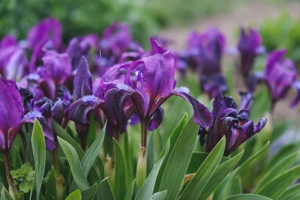 Lirios púrpura floreció en la primavera en el jardín —  Fotos de Stock