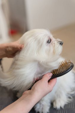 Profesyonel bakım için belgili tanımlık köpek Malta tur köpek. Köpek damat salonda kurutma.