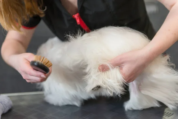 Soins professionnels pour le chien chien genoux maltais. Séchage du chien dans le salon de toilettage . — Photo