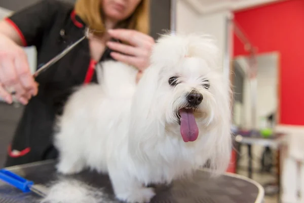 Cura professionale per il cane cagnolino maltese. Curare il cane nel salone di toelettatura . — Foto Stock