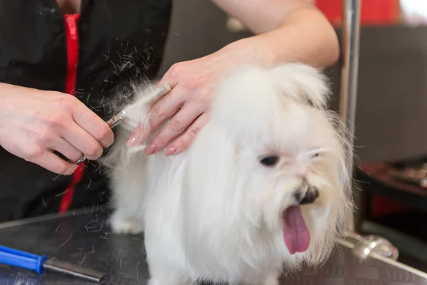 Professional care for the dog Maltese lap dog. Grooming the dog in the grooming salon.