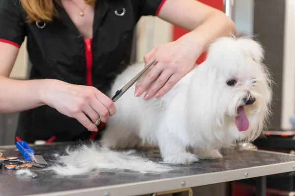 Cura professionale per il cane cagnolino maltese. Curare il cane nel salone di toelettatura . — Foto Stock