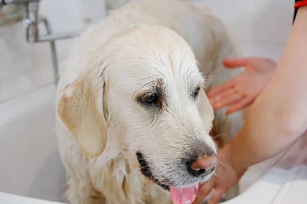 Professional washing the dog Golden Retriever in the grooming salon.