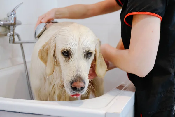 Professional washing the dog Golden Retriever in the grooming salon.