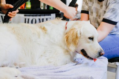 Kuaförde yıkandıktan sonra köpeği kurutmak bir Golden Retriever 'dır..