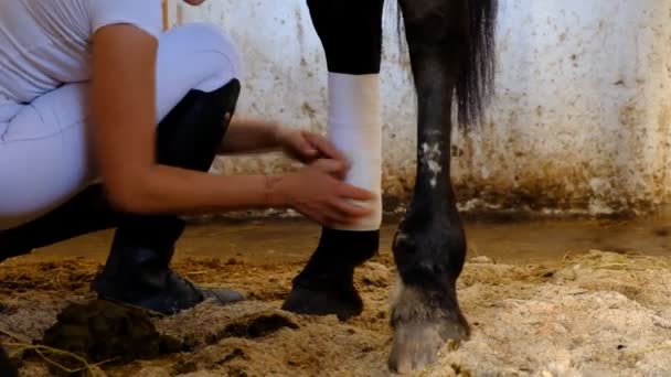 The jockey prepares his horse for competitions. — Stock Video