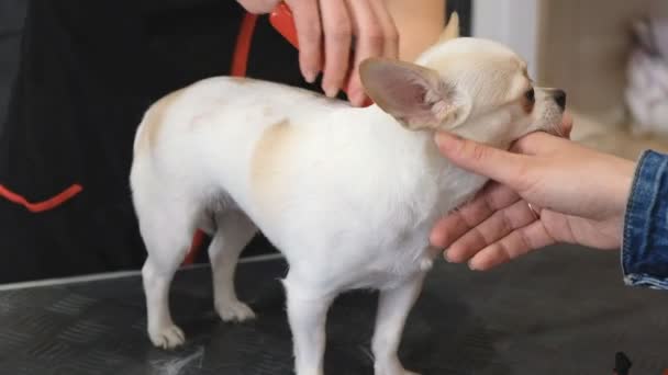 Professionell vård för chihuahua i grooming salong. Hunden molts. — Stockvideo