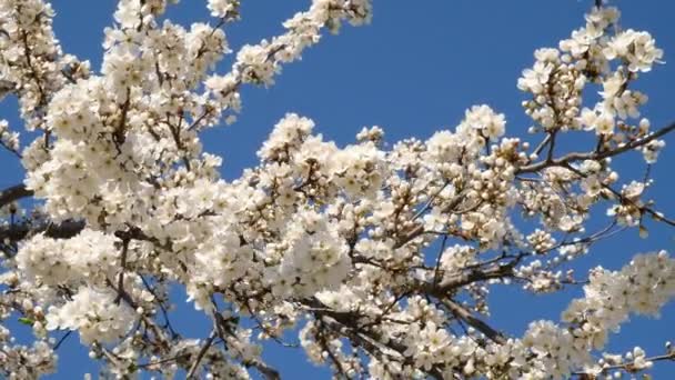 Frühjahrsblühender Marillenbaum. weiße Blumen auf den Ästen eines Baumes. — Stockvideo