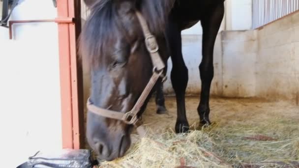 Le cheval mange du foin dans l'écurie .