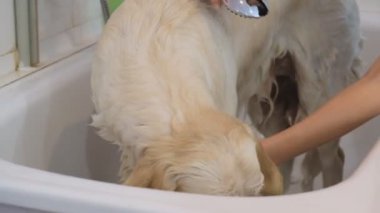 Profesyonel olarak köpeğini kuaförde yıkıyor..