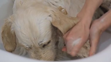 Profesyonel olarak köpeğini kuaförde yıkıyor..