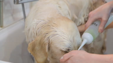 Profesyonel olarak köpeğini kuaförde yıkıyor..