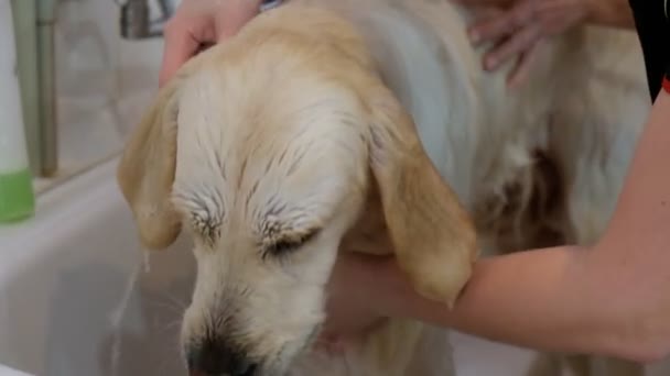 Professionelles Waschen Des Hundes Golden Retriever Pflegesalon — Stockvideo