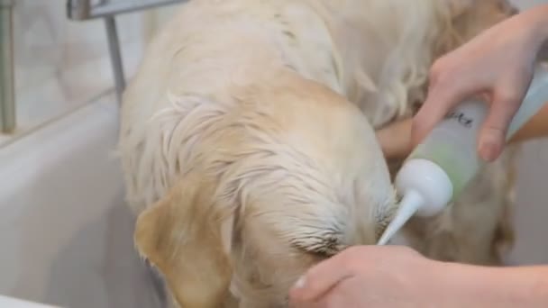Επαγγελματική Πλύσιμο Του Σκύλου Golden Retriever Στο Σαλόνι Καλλωπισμού — Αρχείο Βίντεο
