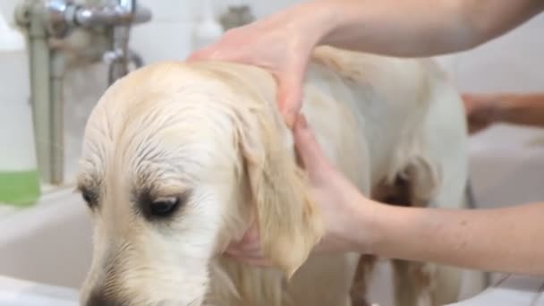 Szakmai Mosás Kutya Golden Retriever Ápolási Szalonban — Stock videók