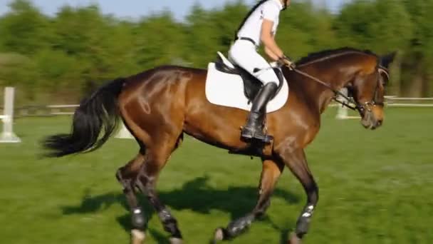 Eine Jockeyspielerin Springt Bei Einem Springwettbewerb Auf Einem Pferd Über — Stockvideo