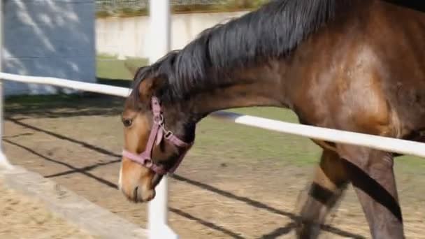 Das Pferd Spaziert Stall Unter Freiem Himmel — Stockvideo