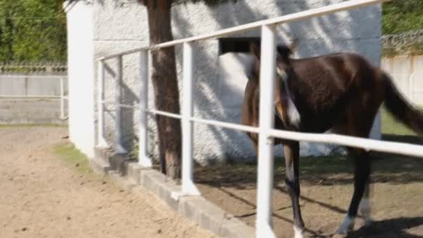 Le cheval marche dans la plume en plein air.