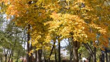 Sarı sonbahar ağaçları rüzgarda sallanıyor