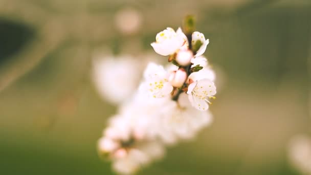 Gren Körsbär Blommar Vårträdgården Vita Blommor Ett Körsbärsträd Som Blommar — Stockvideo