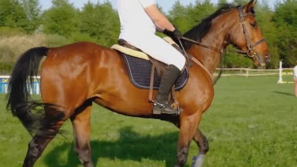 Een Mannelijke Jockey Rijdt Paard Een Springwedstrijd — Stockvideo