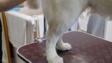 Kuaförde Golden Retriever yetiştiriyorum. Köpek için profesyonel bakım..