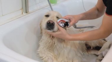 Profesyonel olarak köpeğini kuaförde yıkıyor..