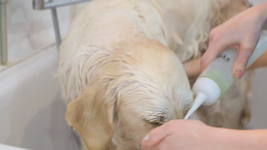 Profesyonel olarak köpeğini kuaförde yıkıyor..