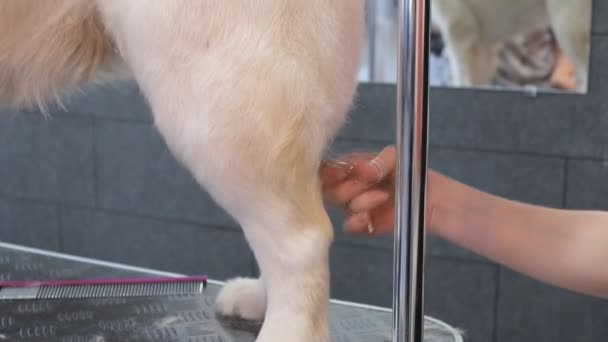 Curare Golden Retriever Nel Salone Toelettatura Cura Professionale Cane — Video Stock