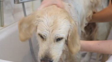 Profesyonel olarak köpeğini kuaförde yıkıyor..