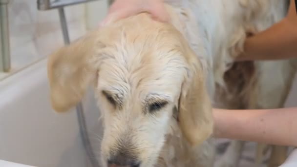Professionelles Waschen Des Hundes Golden Retriever Pflegesalon — Stockvideo