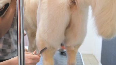Kuaförde Golden Retriever yetiştiriyorum. Köpek için profesyonel bakım..