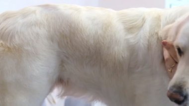 Kuaförde Golden Retriever yetiştiriyorum. Köpek için profesyonel bakım..